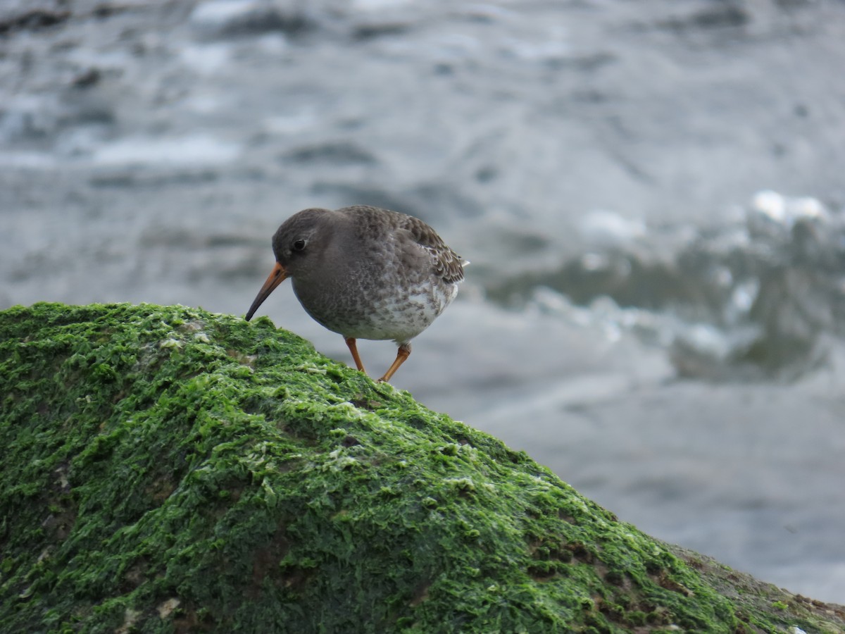 Purple Sandpiper - ML646808863