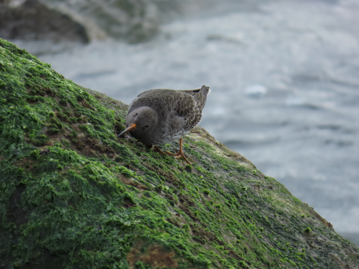 Purple Sandpiper - ML646808864