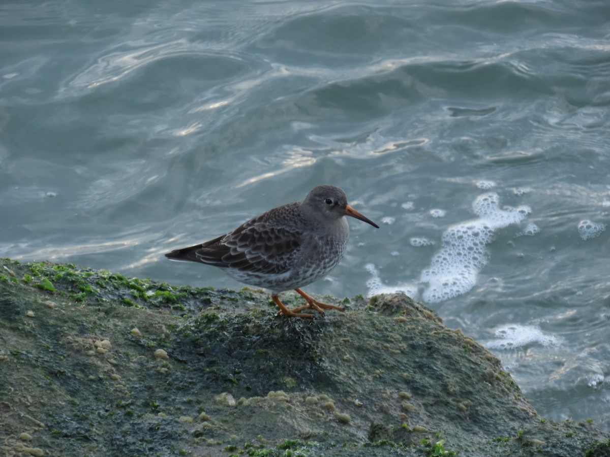 Purple Sandpiper - ML646808865