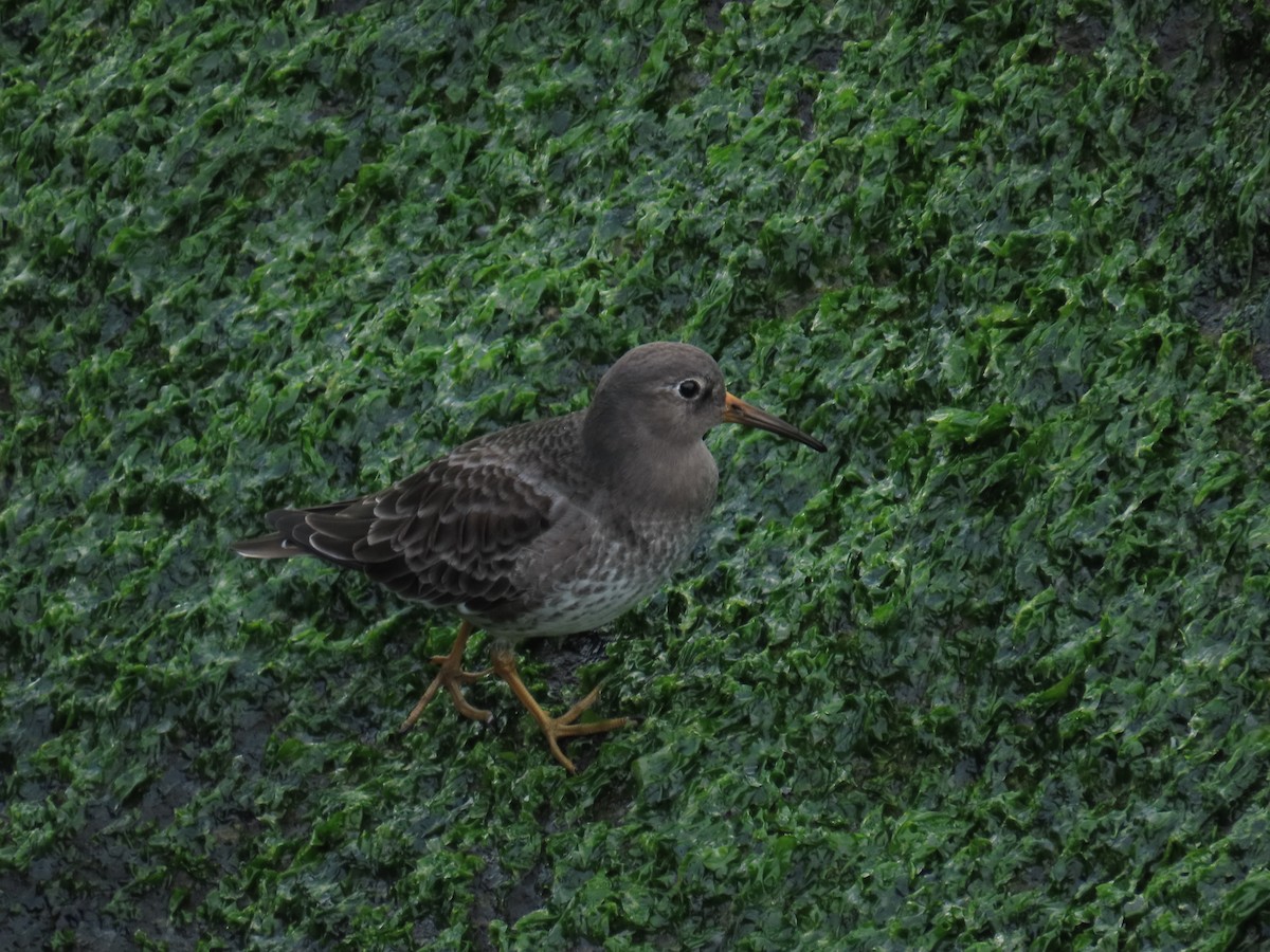 Purple Sandpiper - ML646808866