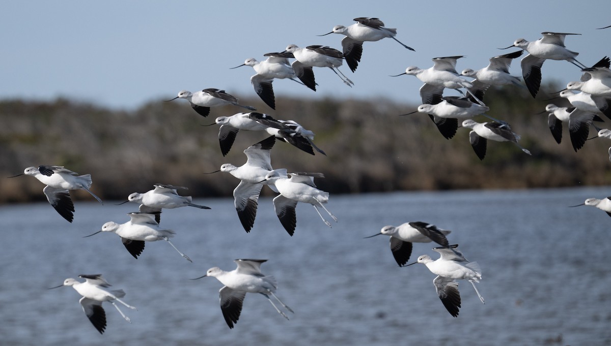 American Avocet - ML646808867