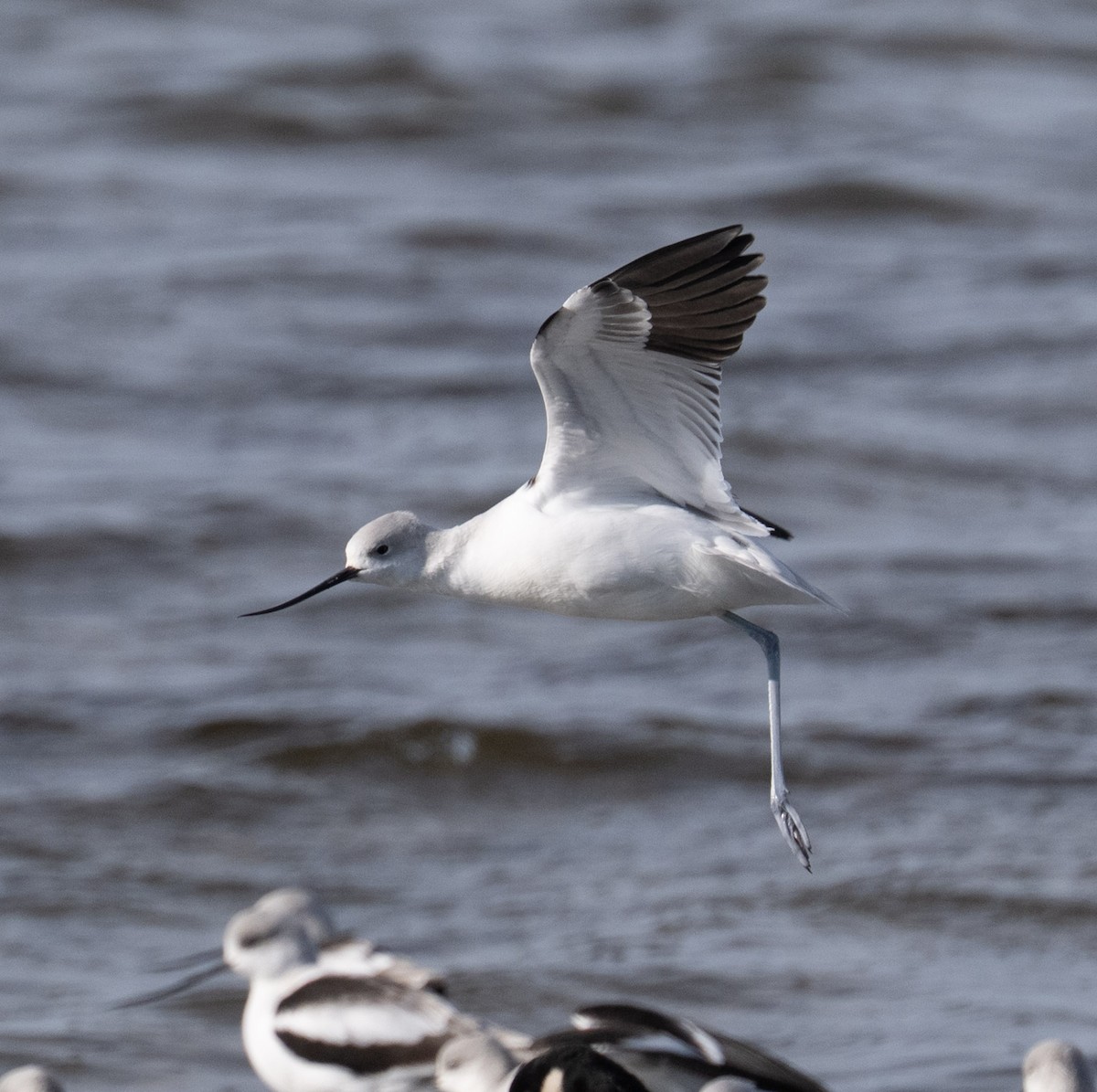 American Avocet - ML646808868