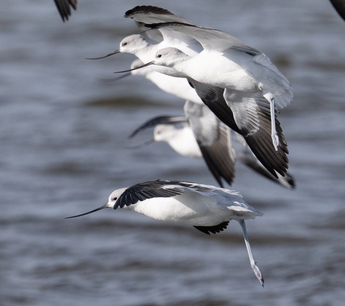 American Avocet - ML646808869