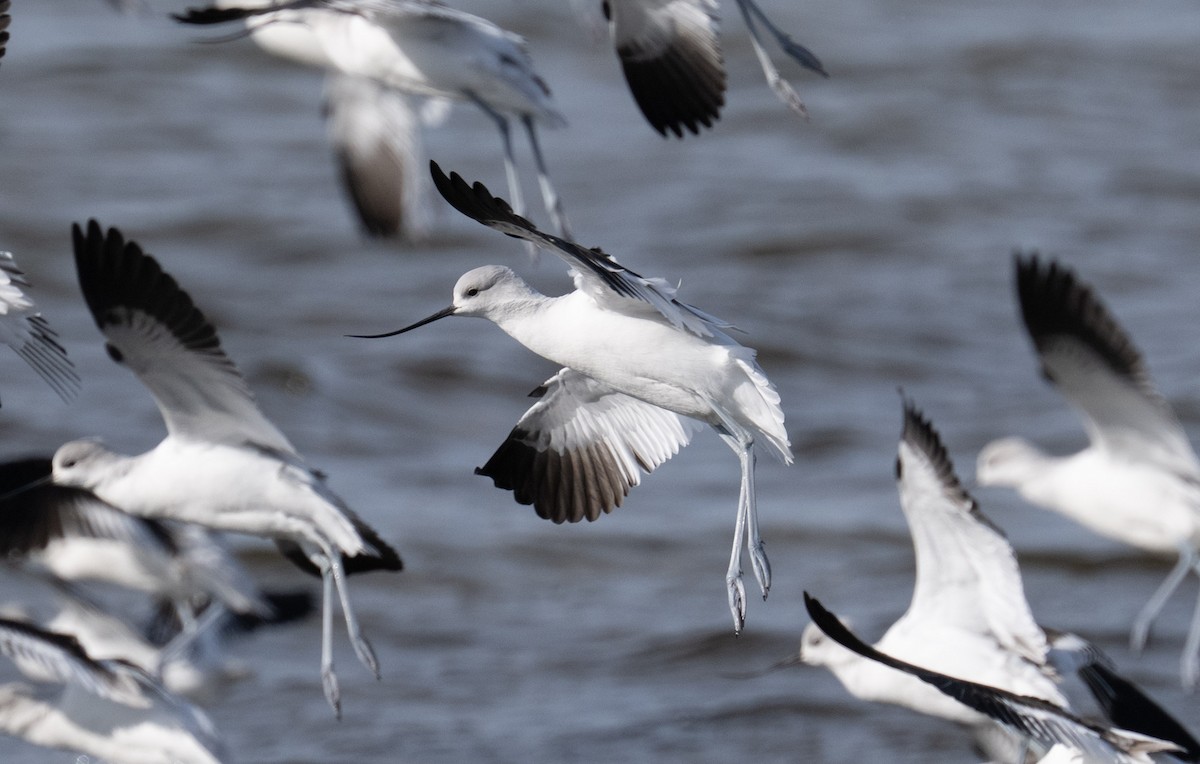 American Avocet - ML646808870