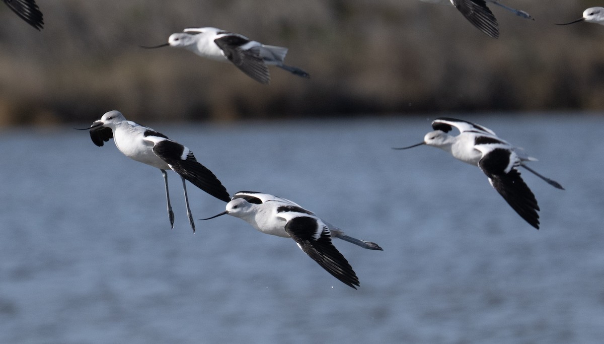 American Avocet - ML646808871