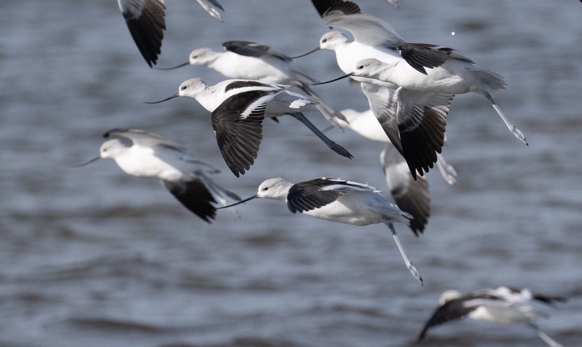 American Avocet - ML646808872