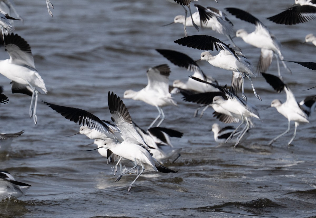 American Avocet - ML646808873