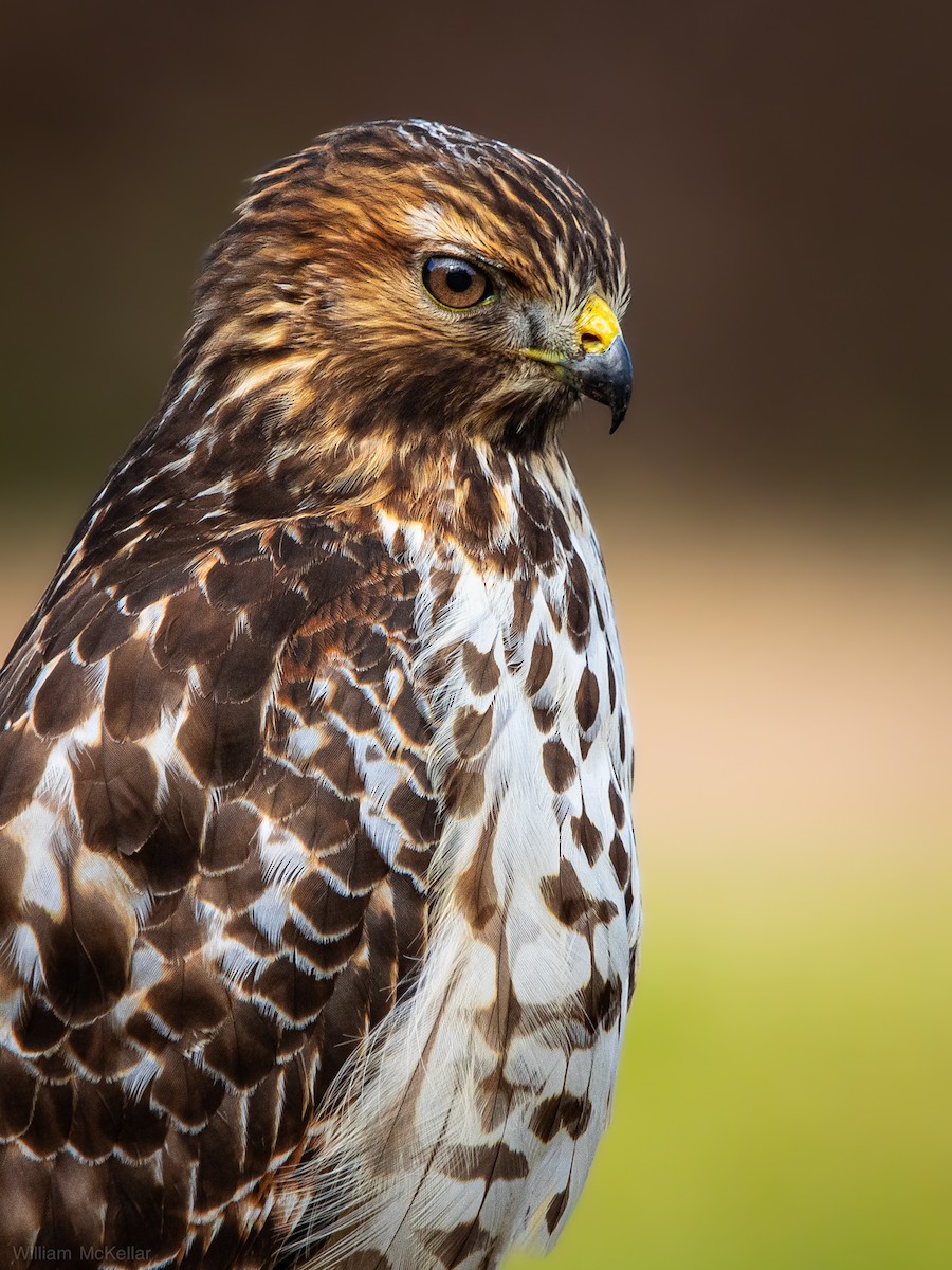 Red-shouldered Hawk - ML646808874