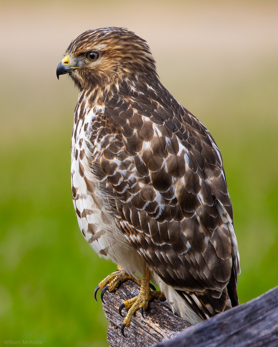 Red-shouldered Hawk - ML646808875