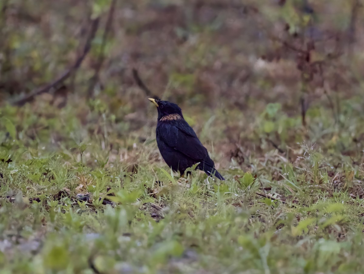 Collared Myna - ML646808876