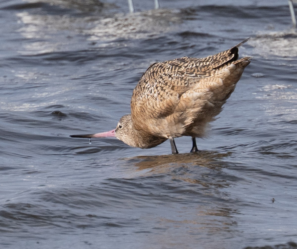 Marbled Godwit - ML646808878