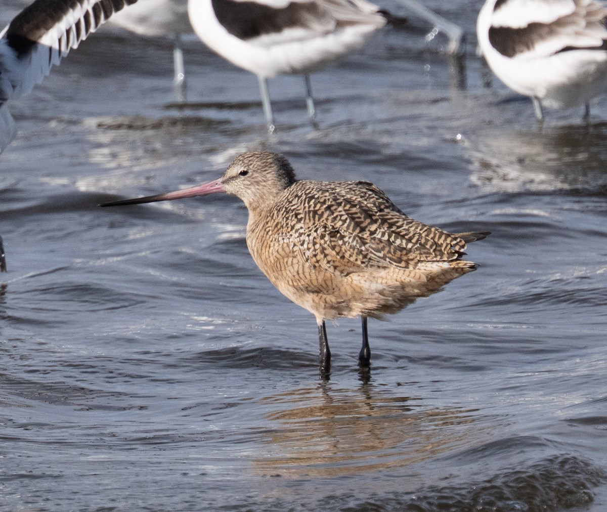 Marbled Godwit - ML646808879