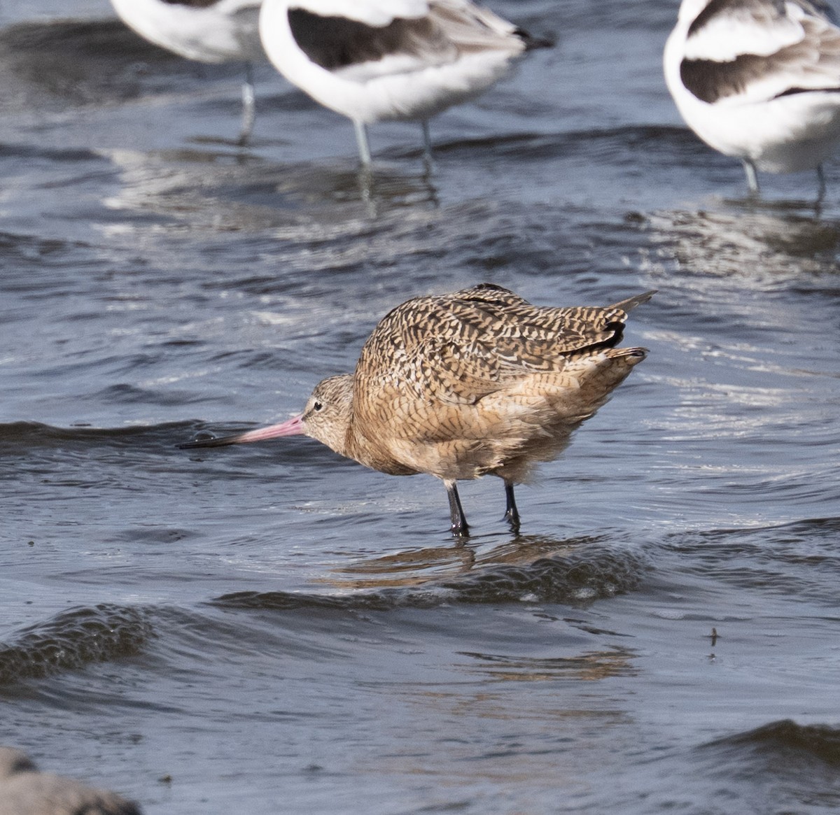 Marbled Godwit - ML646808880