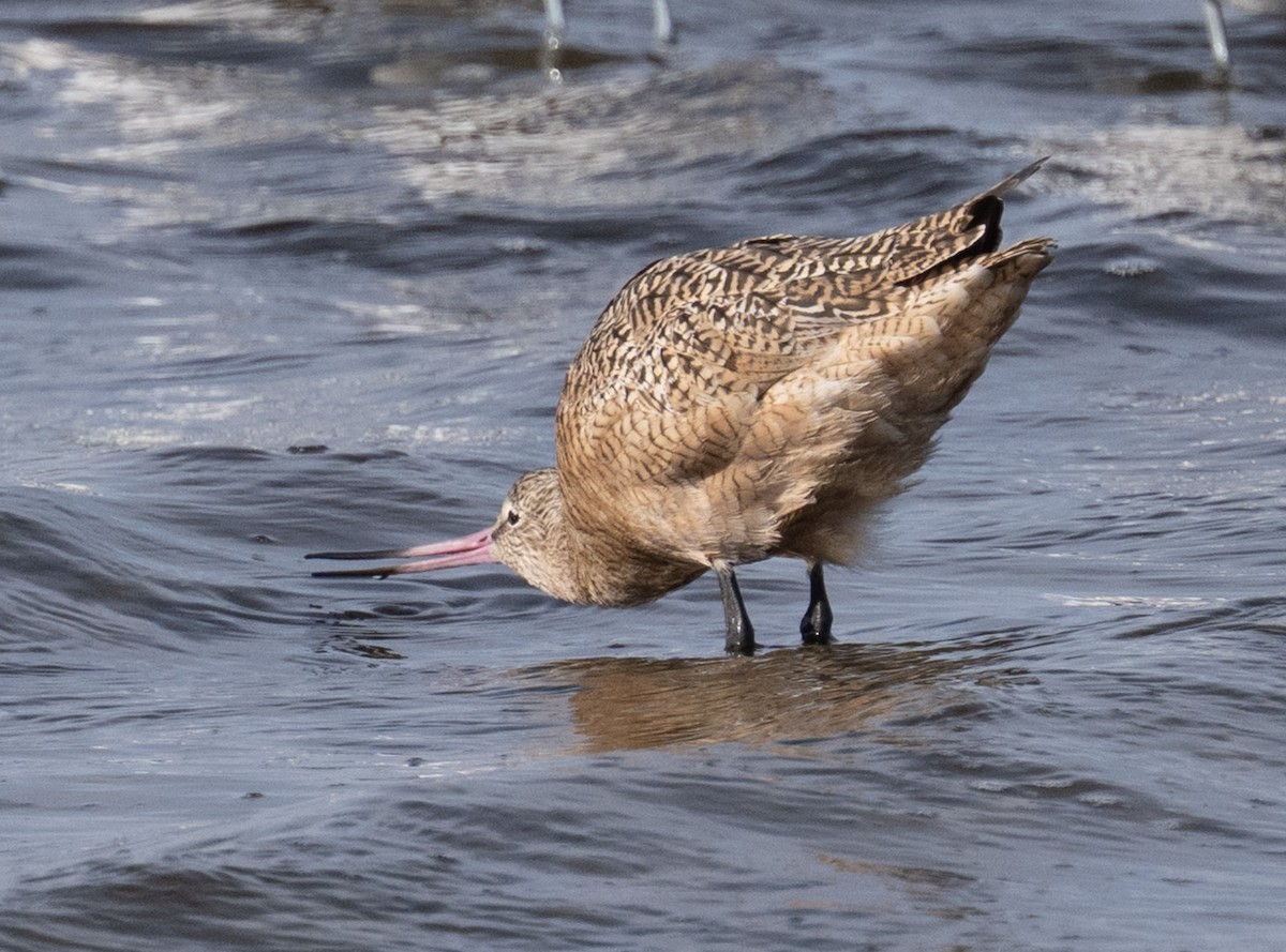 Marbled Godwit - ML646808881