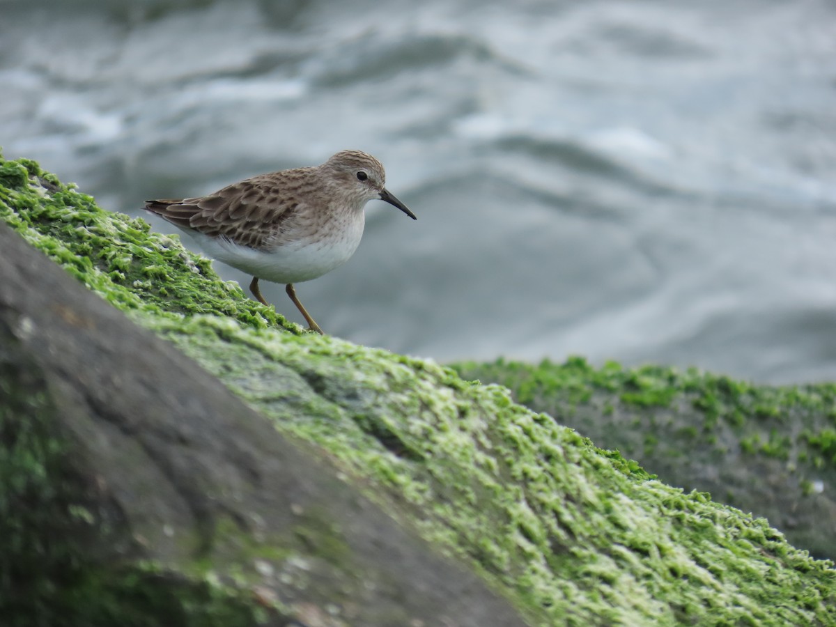 Least Sandpiper - ML646808882
