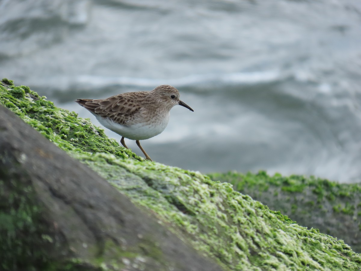 Least Sandpiper - ML646808883