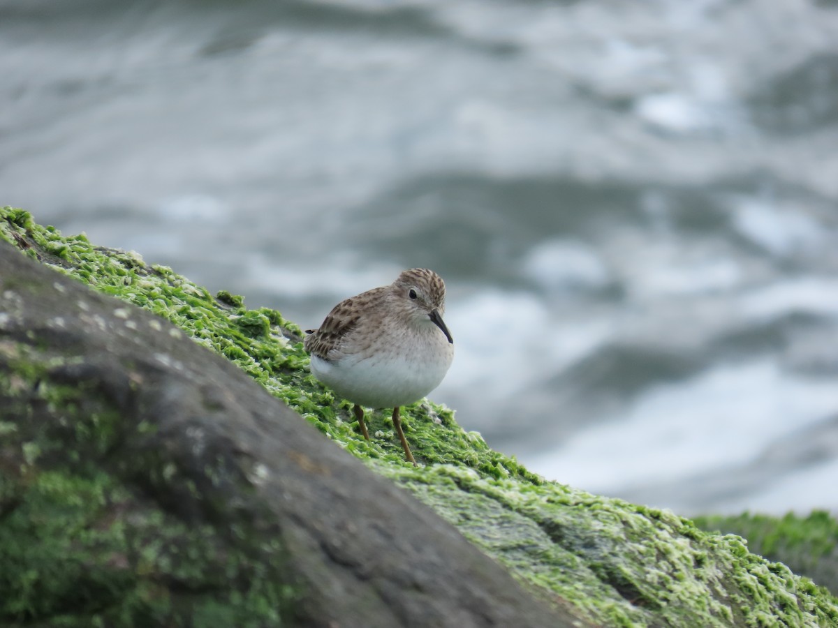 Least Sandpiper - ML646808884