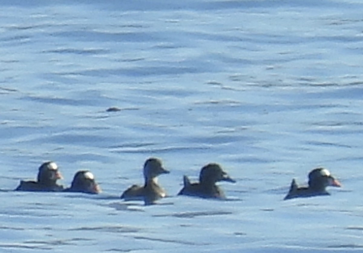 Macreuse à bec jaune - ML646808887