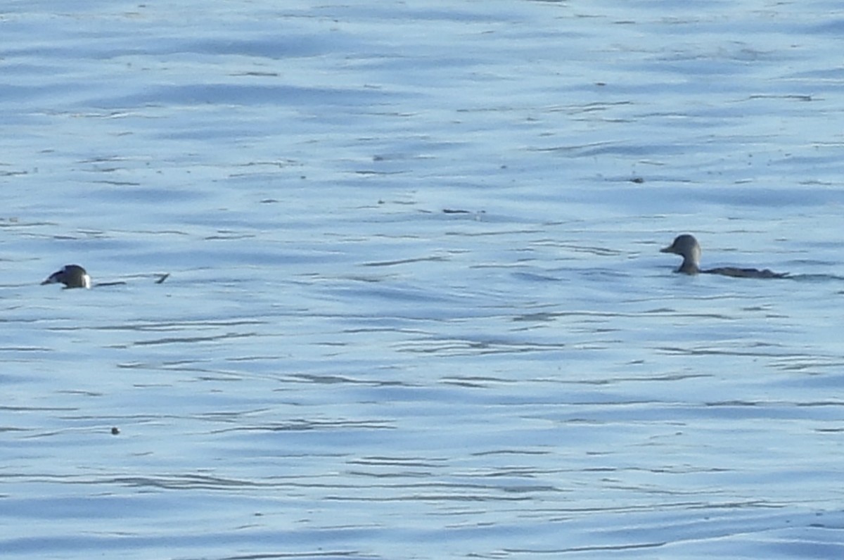 Macreuse à bec jaune - ML646808888