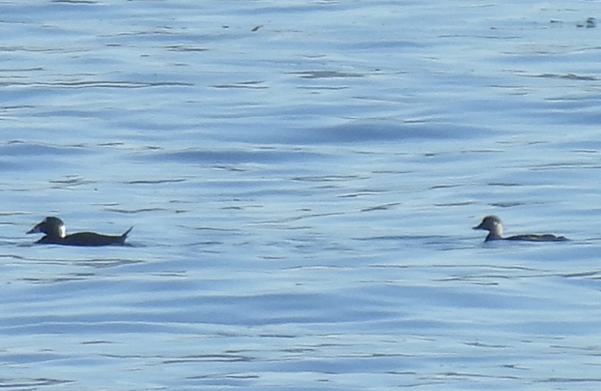 Macreuse à bec jaune - ML646808889