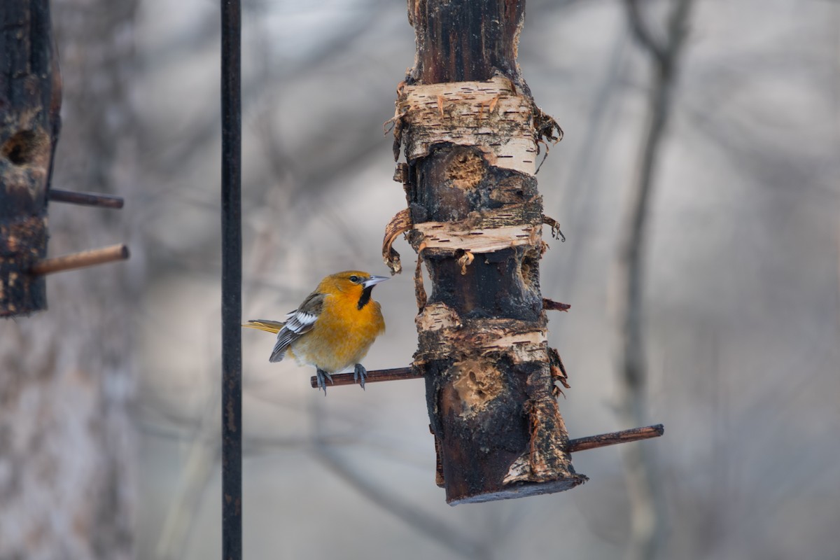Bullock's Oriole - ML646808890