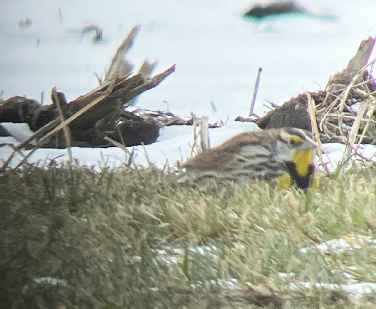 Eastern Meadowlark - ML646808891