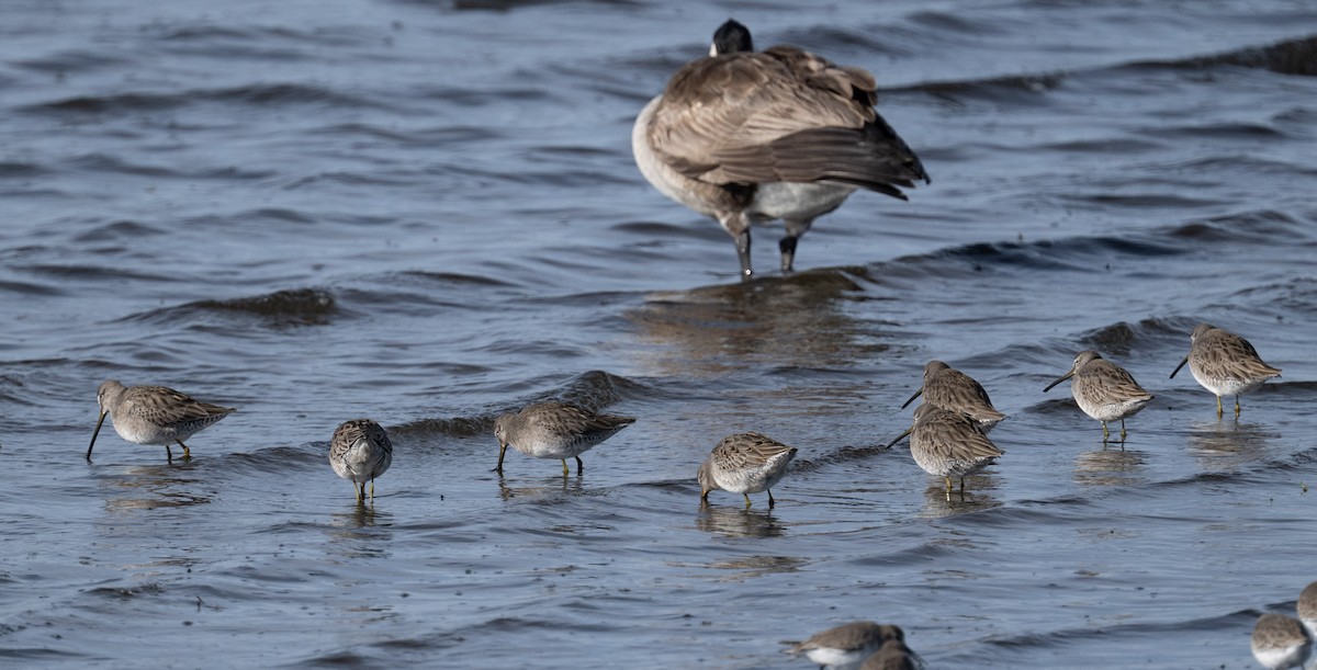 Long-billed Dowitcher - ML646808892