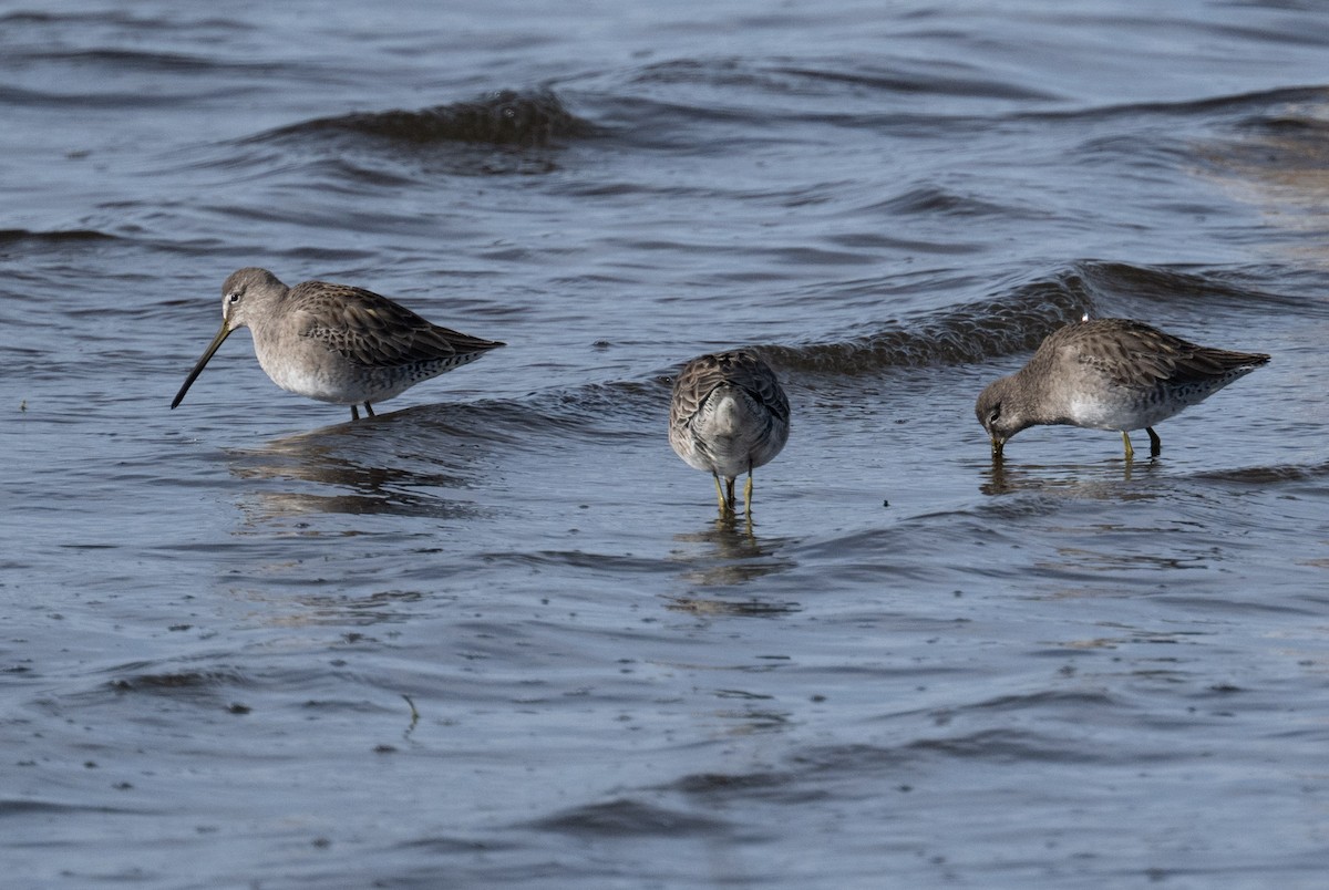 Long-billed Dowitcher - ML646808893