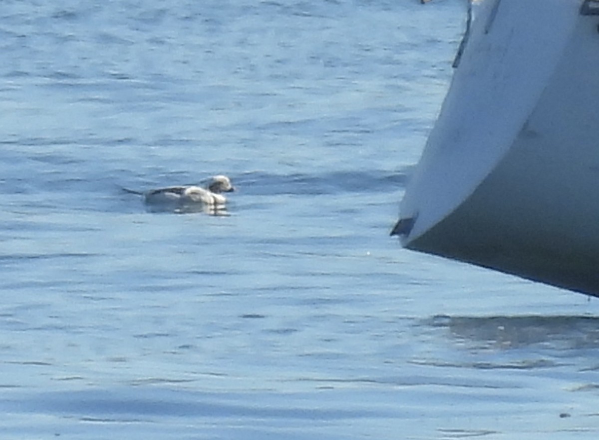 Harelde kakawi - ML646808894