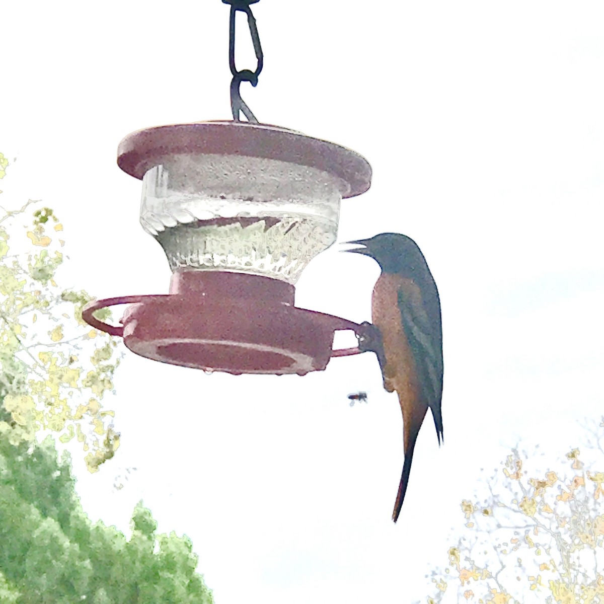 ボルチモアムクドリモドキ - ML646808895