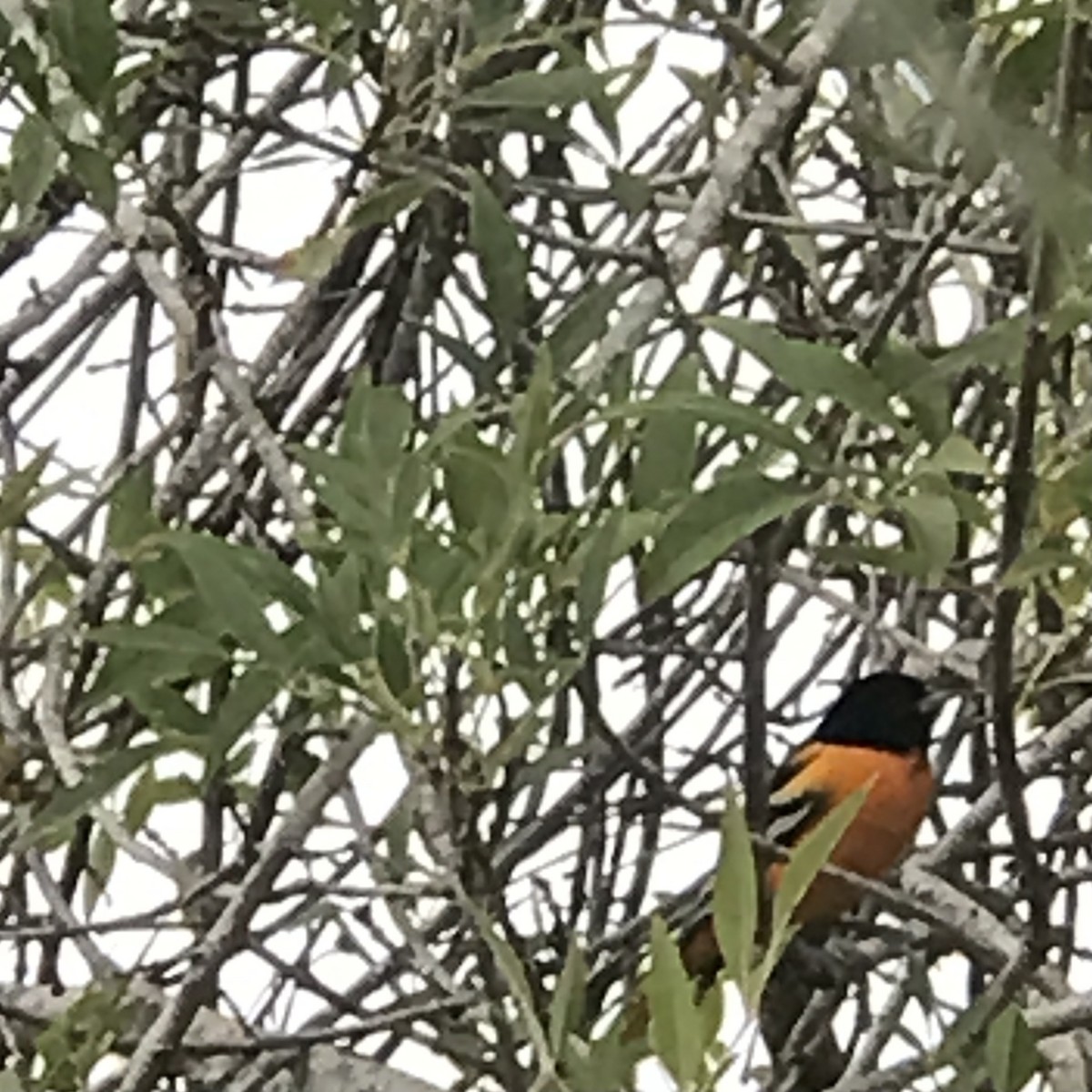 ボルチモアムクドリモドキ - ML646808896