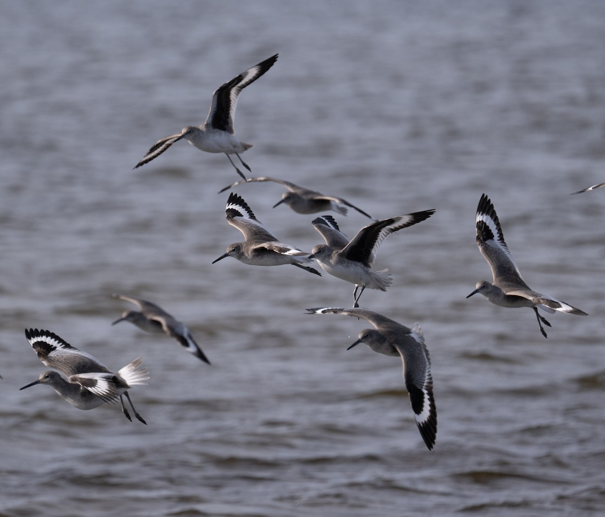 Willet - ML646808901