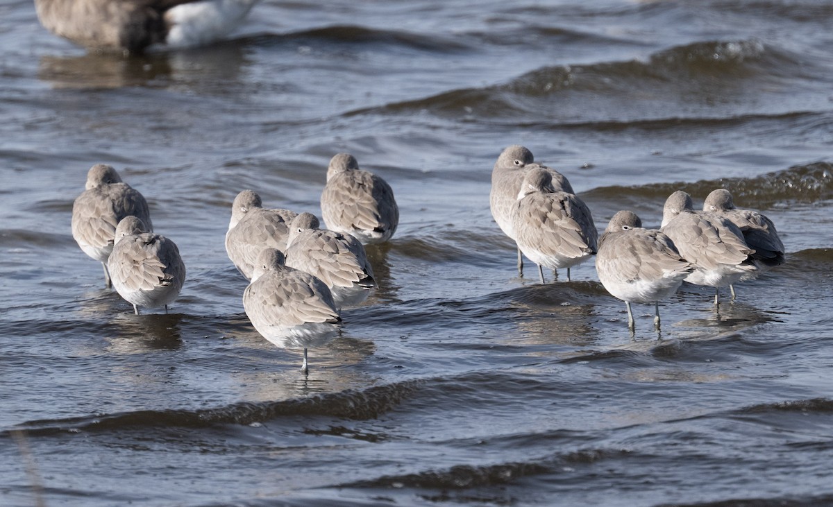 Willet - ML646808902