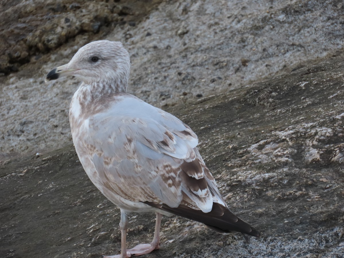 American Herring Gull - ML646808903