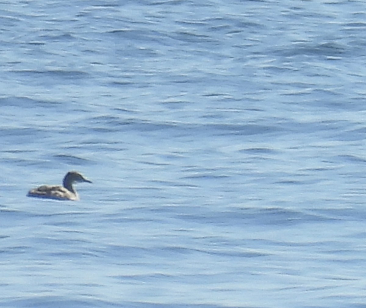 Grèbe jougris - ML646808904