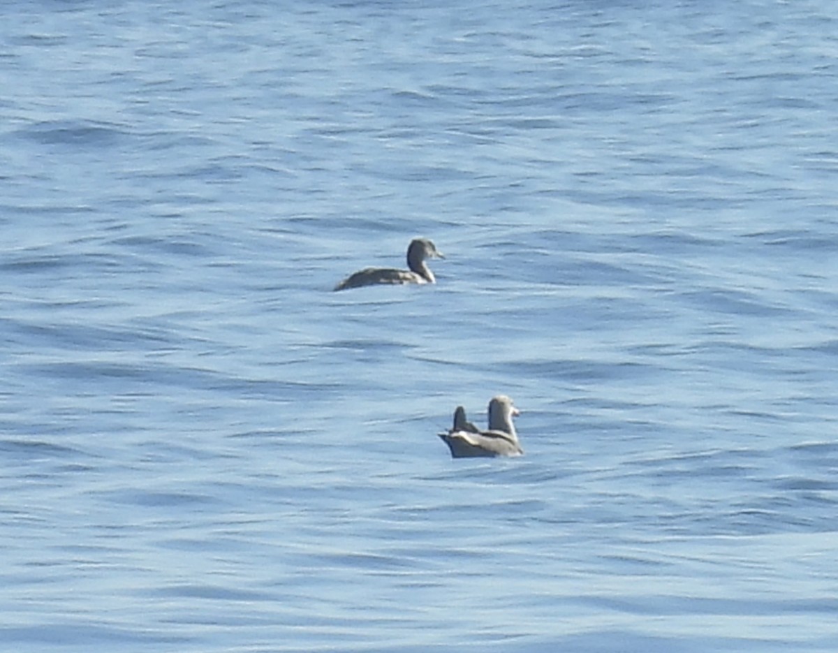 Grèbe jougris - ML646808905