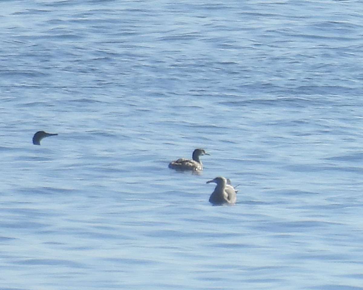 Grèbe jougris - ML646808906