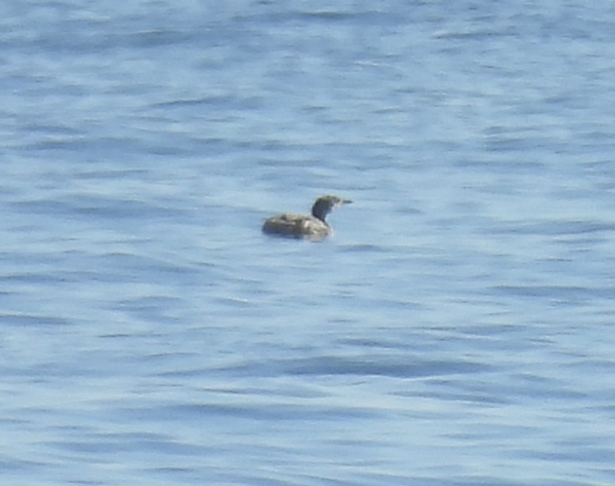 Grèbe jougris - ML646808907