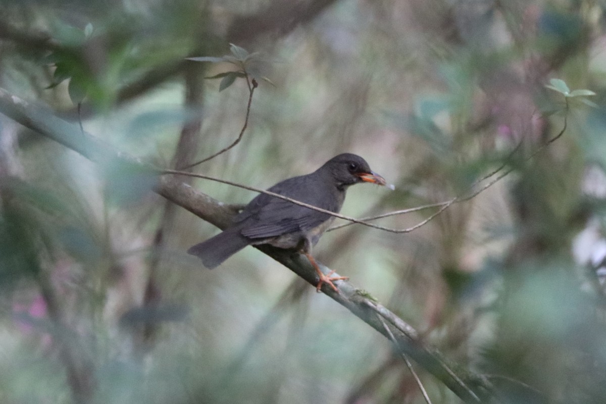 Olive Thrush - ML646808908