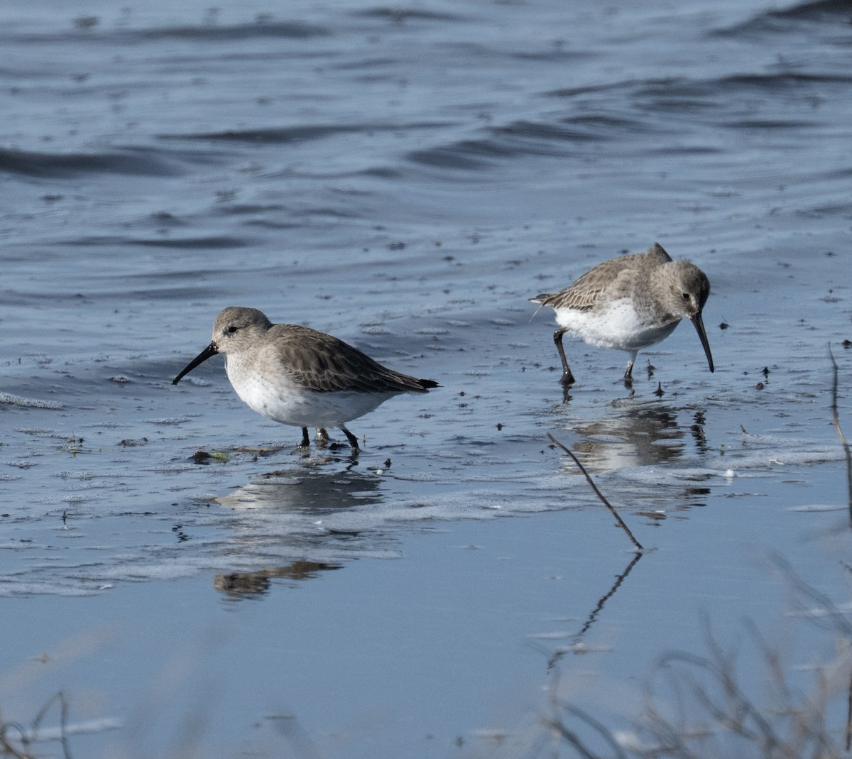 Dunlin - ML646808910