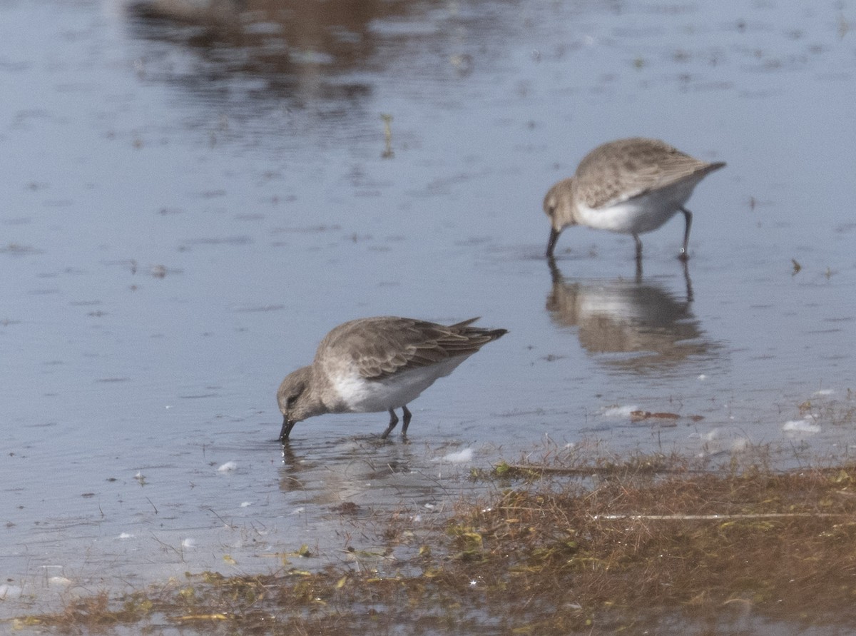 Dunlin - ML646808911