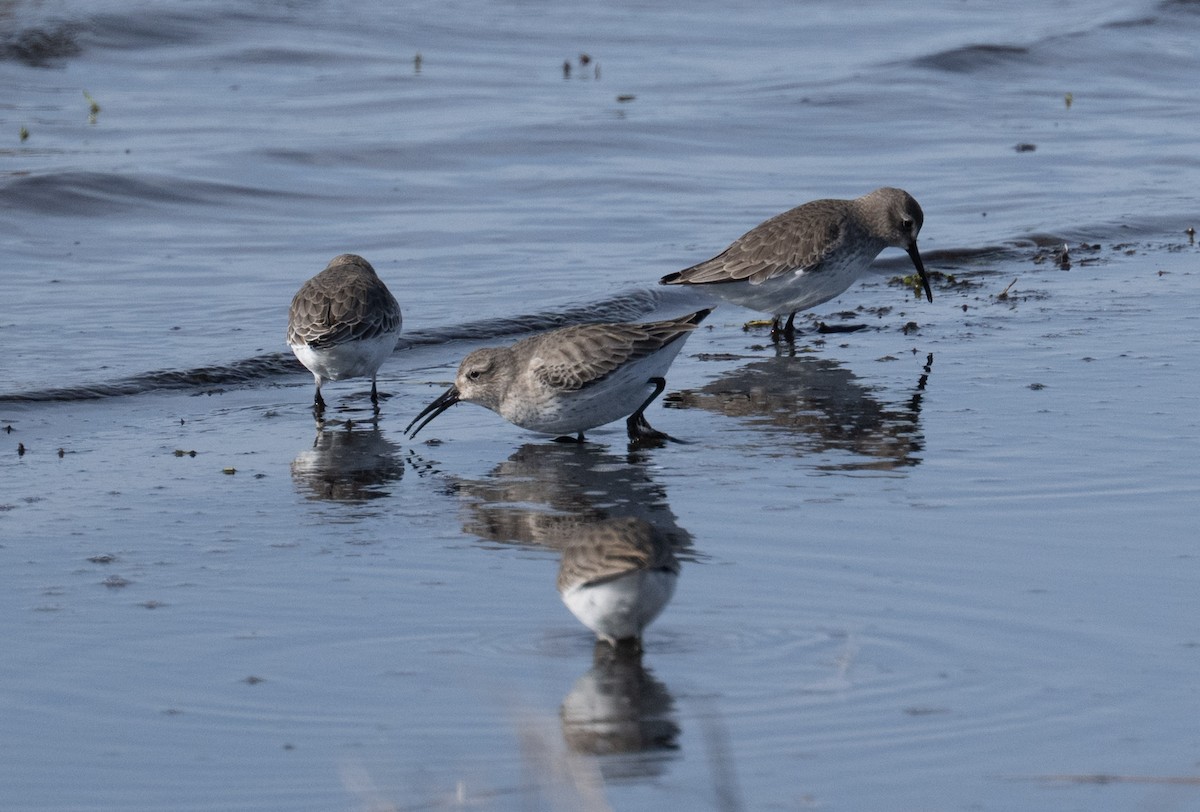 Dunlin - ML646808912