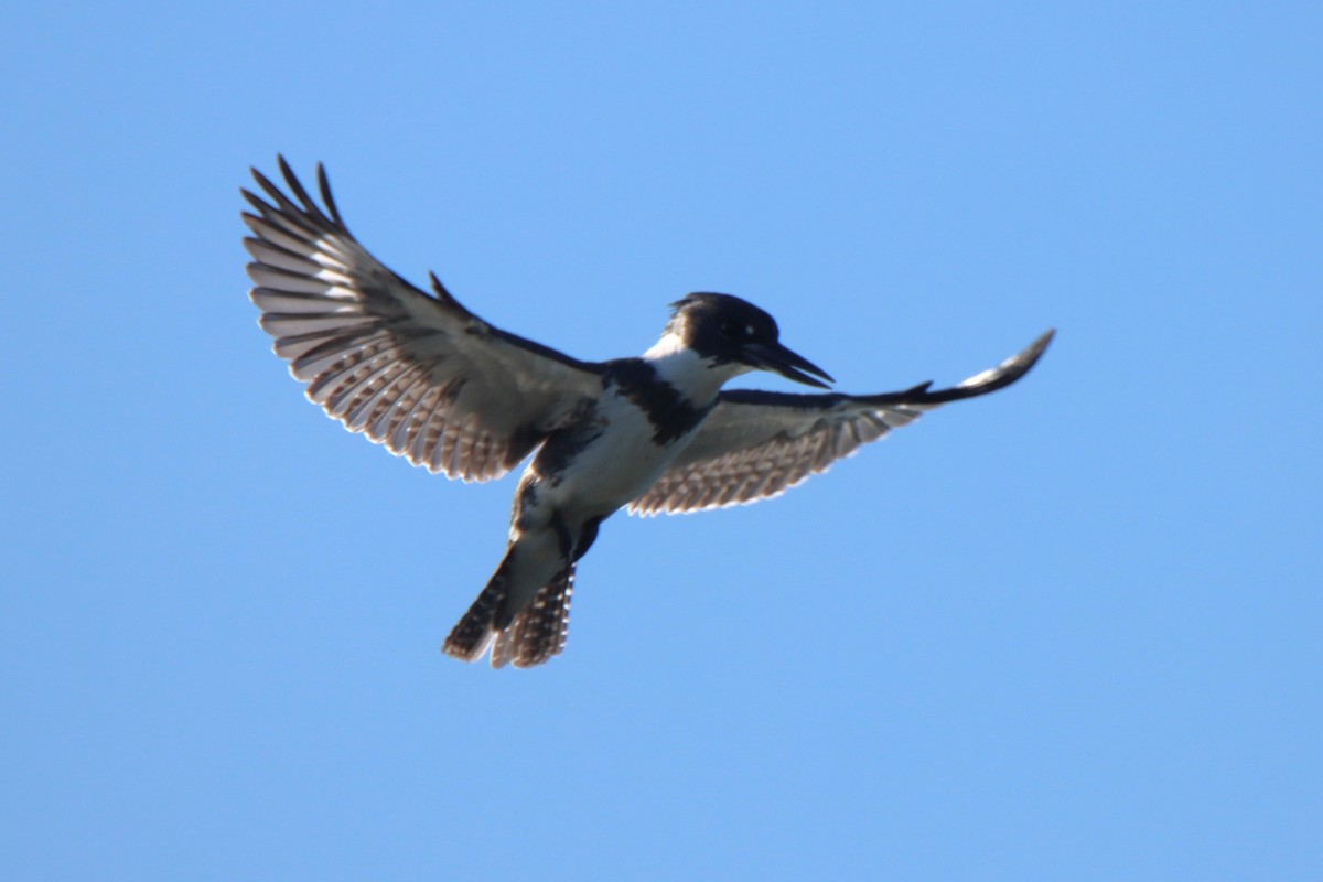 Belted Kingfisher - ML646808914