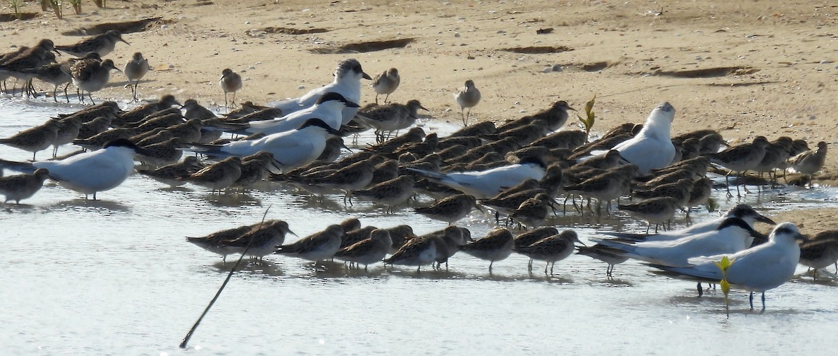 Australian Tern - ML646808918