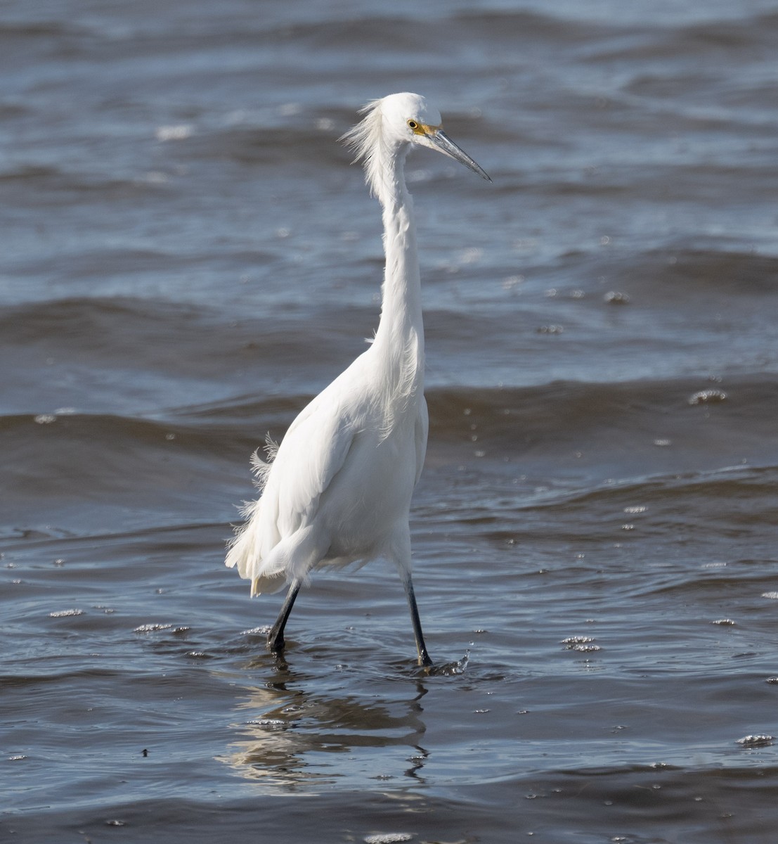 Snowy Egret - ML646808919