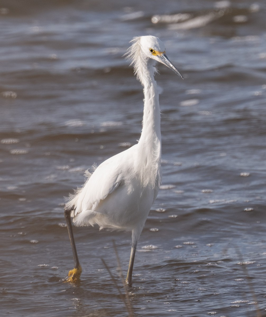 Snowy Egret - ML646808920