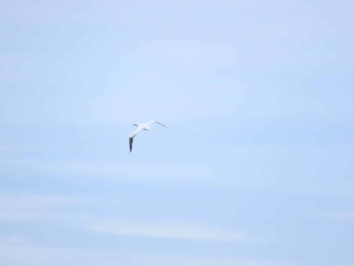 Сула атлантична - ML646808921