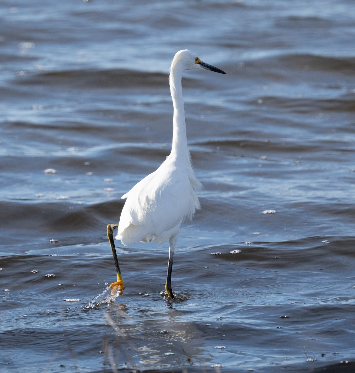 Snowy Egret - ML646808922