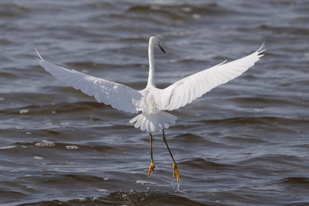 Snowy Egret - ML646808923