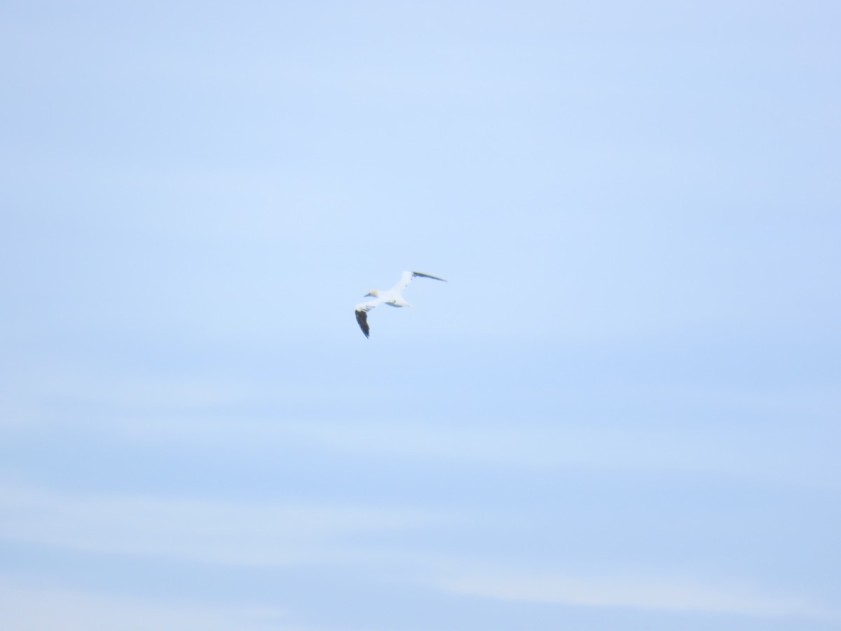 Сула атлантична - ML646808924